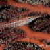 hawkfish_longnose_nw_h_0069_pal0077.jpg